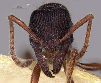 Media type: image;   Entomology 28988 Aspect: head frontal view